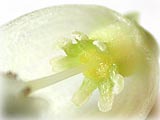雌花