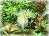 水中花、溶けの始まり