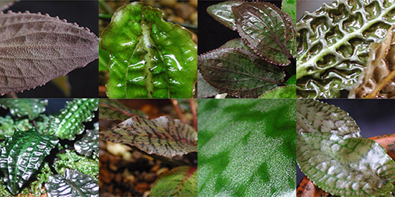 [Leaf of Cryptocoryne]