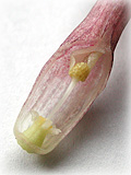 C.ヌーリー 花のカット