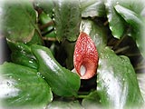 C.プルプレアの花2