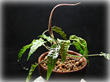 C.uenoiの花