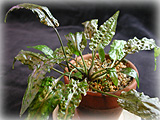 C.uenoi立派に