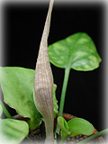 C.yujii開花−花の裏側
