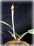 C.ゾナータの花